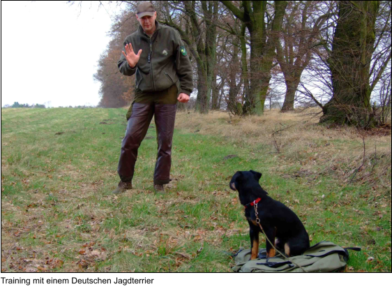 Training mit einem Deutschen Jagdterrier