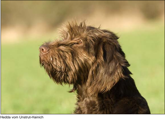 Hedda vom Unstrut-Hainich