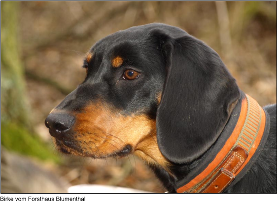 Birke vom Forsthaus Blumenthal