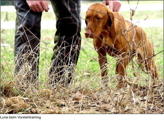 Luna beim Vorstehtraining