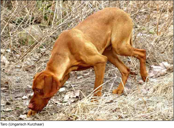 Taro (Ungarisch Kurzhaar)