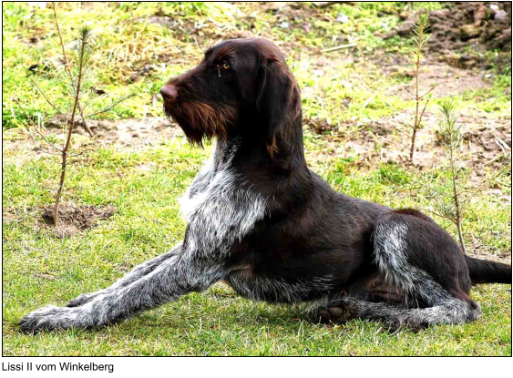 Bild_1 Lissi II vom Winkelberg