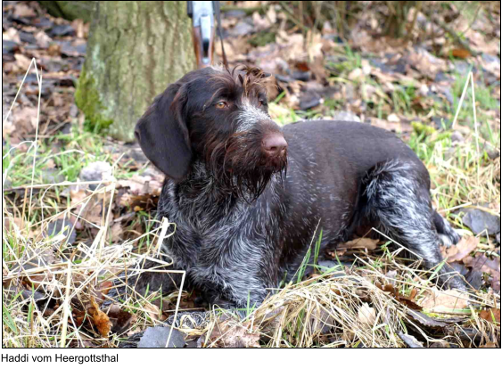 Haddi vom Heergottsthal