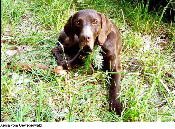 Xenia vom Geweberwald